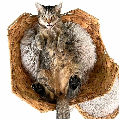 Tabby cat lying in a basket on a fluffy cushion.