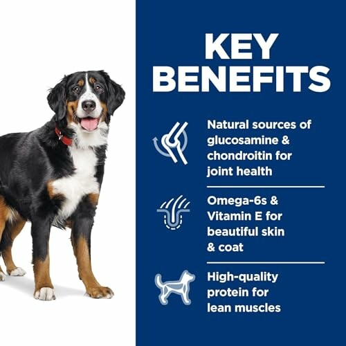 Dog with key benefits of dog food: joint health, skin and coat, lean muscles.