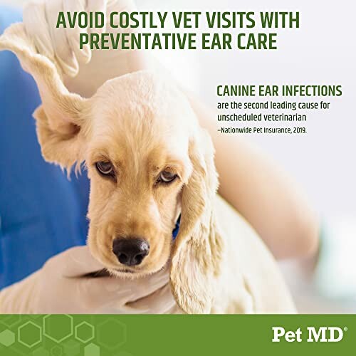 Dog receiving ear care with vet